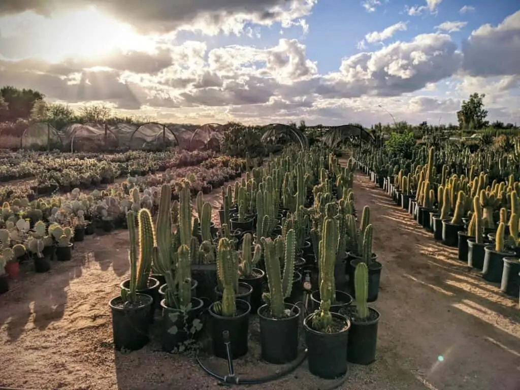 deserts cactus