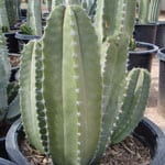 Organ Pipe Cacti
