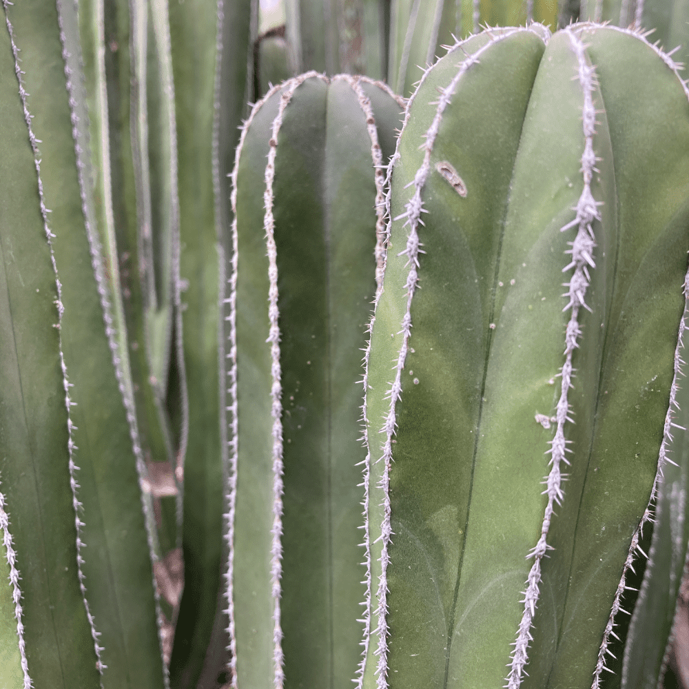 Stenocereus marginatus - Phoenix Desert Nursery