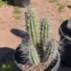 Stetsonia coryne