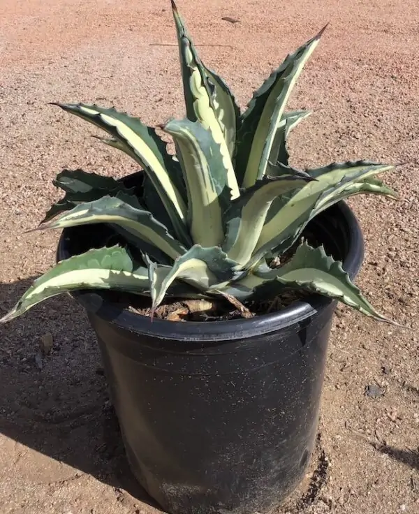 Agave americana ‘Mediopicta alba’ - Image 2