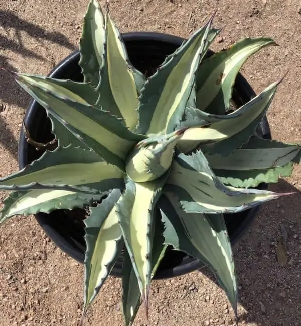 Agave americana ‘Mediopicta alba’