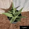 Aloe saponaria - Image 2