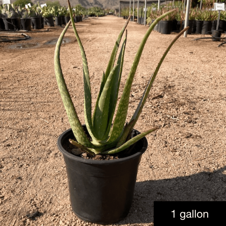 Aloe rudikoppe - Phoenix Desert Nursery