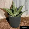 Aloe saponaria