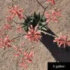 Aloe saponaria - Image 3