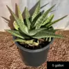 Aloe variegata hybrid