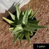 Aloe variegata hybrid - Phoenix Desert Nursery