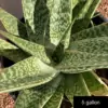 Aloe variegata hybrid - Image 3