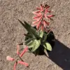Aloe variegata hybrid - Image 4