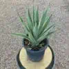 Agave angustifolia 'marginata'