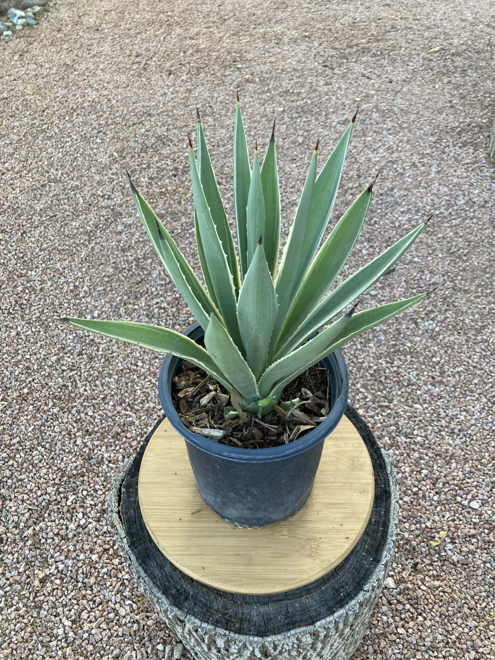 Agave Angustifolia Marginata (variegata) Finest Selection ...