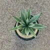 Agave angustifolia 'marginata' - Image 2