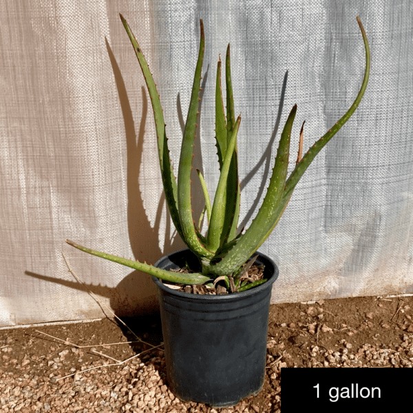 Aloe camperi - Phoenix Desert Nursery