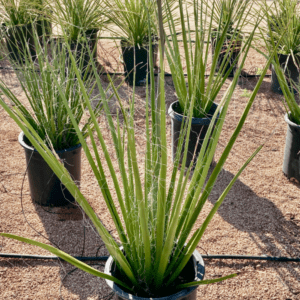 Hesperaloe Funifera - Phoenix Desert Nursery