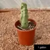 Lophocereus schottii monstrose 'mieckleyanus' - Image 3