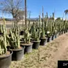 Lophocereus schottii monstrose 'mieckleyanus' - Image 6