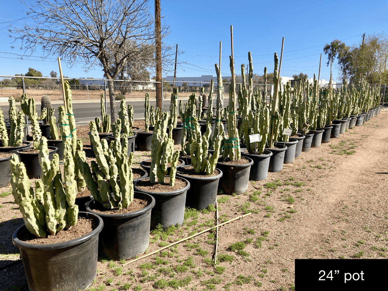 Lophocereus schottii monstrose 'mieckleyanus'   Phoenix Desert Nursery