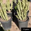 Lophocereus schottii monstrose 'mieckleyanus' - Image 5
