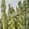 Lophocereus schottii monstrose 'mieckleyanus'