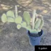 Opuntia streptacantha - Image 2