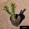Opuntia subulata monstrosa - Phoenix Desert Nursery