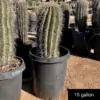 Carnegiea gigantea - Image 3