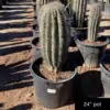 Carnegiea gigantea - Image 4