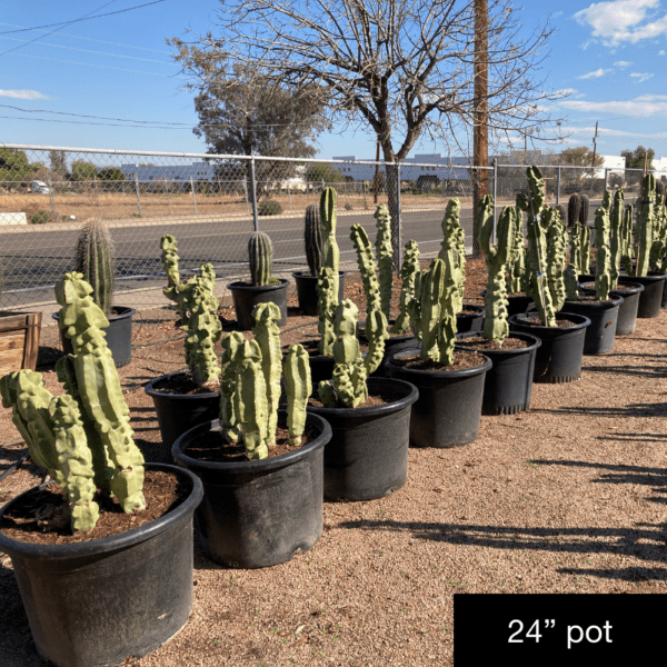 Lophocereus Schottii Var ‘monstrose Phoenix Desert Nursery