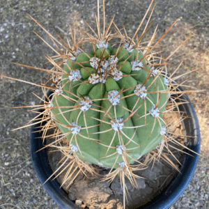 Trichocereus