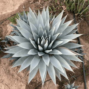 Agaves