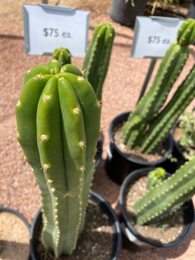 Echinopsis pachanoi - Phoenix Desert Nursery